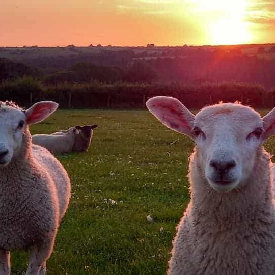 pengelli lambs